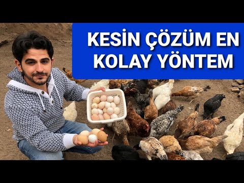 Yumurta verimini 2 katına çıkarın tavuklar yumurtlamıyor sa kesin çözüm en kolay nasıl yumurtlatılır