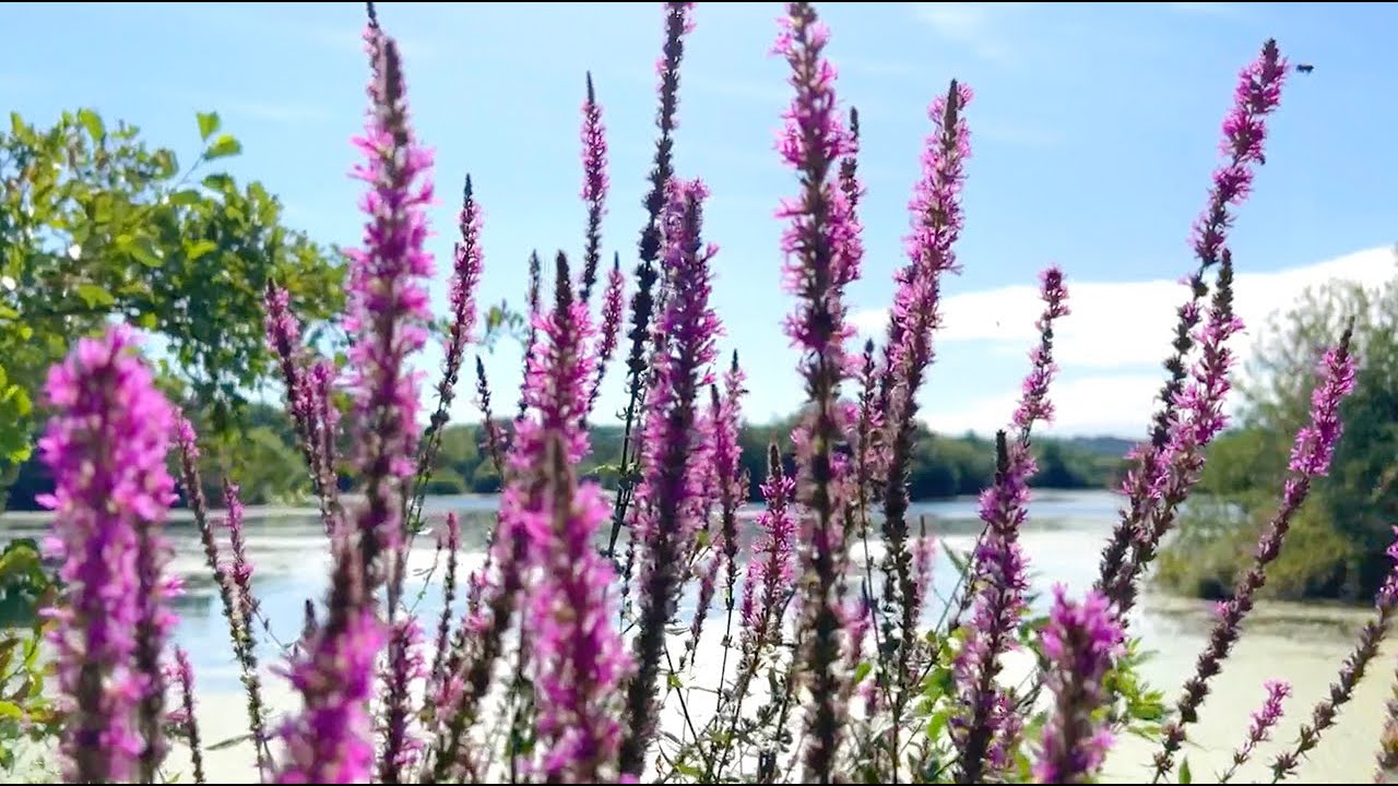 Morning Lakeside Ambience☀️Relaxing Nature Sounds & Birdsong for Stress, Sleep & Meditation ASMR