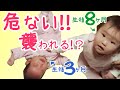 危ない!!生後8ヶ月に襲われる生後3ヶ月の赤ちゃん Danger!!A baby attacked by another baby