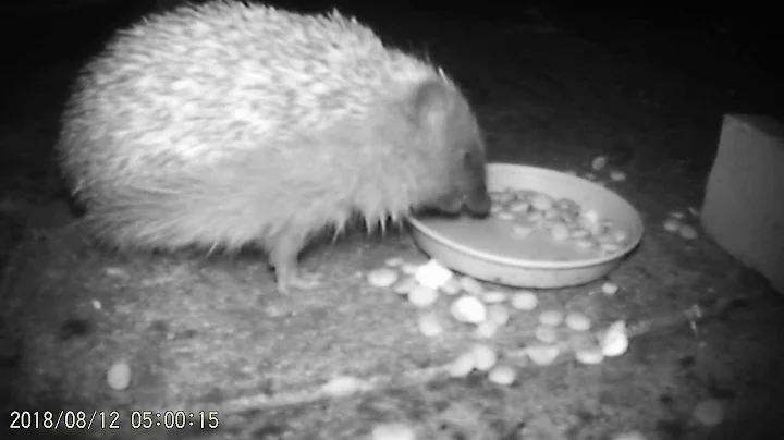 hedgehogs fighting