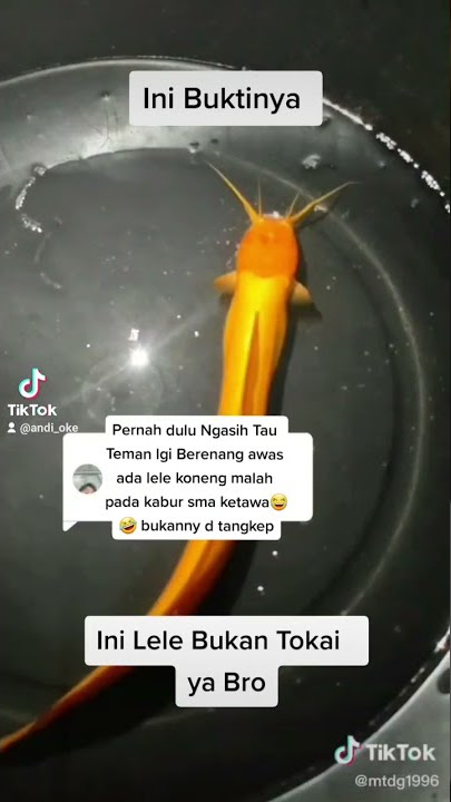 Lele koneng itu bukan mitos