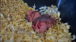 MORE NEW BABY ANIMALS BORN ON THE RANCH!