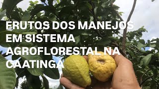 Frutos dos manejos em sistema agroflorestal na caatinga #agroflorestanacaatinga