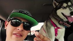 Dogs View of Austin Texas