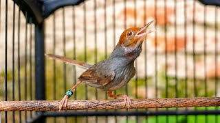 Suara Prenjak Tamu Jantan Gacor - Pancingan Ampuh Bikin Burung Prenjak & CIBLEK Bahan Cepat Bunyi
