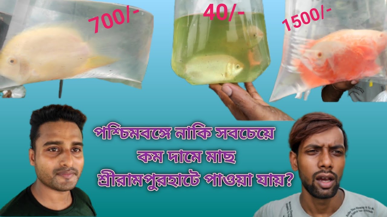 Srirampore Pet Market | Chepast pet market in westbengal | one & only chepast fish market 🐠.SGstudio