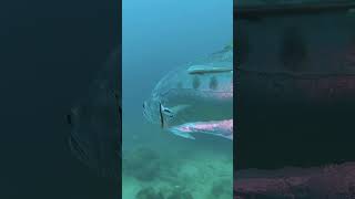 Why do we dive? Haad Yao Divers