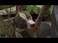 Angry Neighbor Confronts Rescuers of Neglected Pup