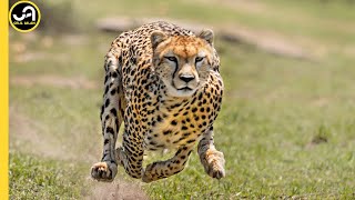 Cheetah: The World's Fastest Land Animal | You Can't Beat a Cheetah