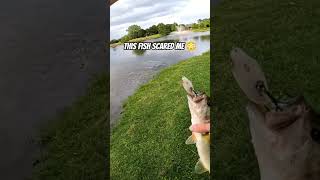 this fish scared me 😨 #fishimg #crazy #subscribe