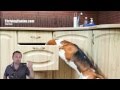 Dog Training: Setting Boundaries - Stop Counter Surfing - Thriving Canine Dog Training: Setting Boundaries - Stop Counter Surfing - Thriving Canine