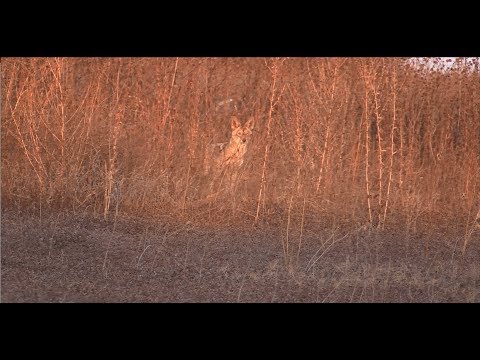 Its Going To Be Fast - CALIFORNIA COYOTE HUNTING