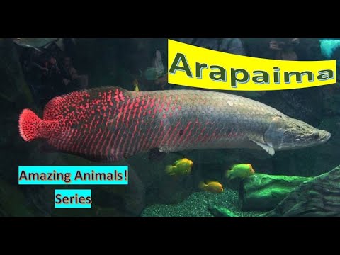 Arapaima facts 🐟