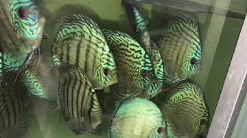 Cá đĩa Bông xanh đẹp