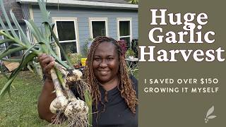 Celebrity Garlic Harvest Day! 105 Bulbs Pulled From the Garden 🧄 Net Worth