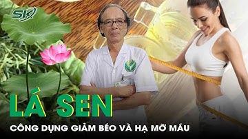 Thực hư lá sen và công dụng giảm béo, hạ mỡ máu | SKĐS