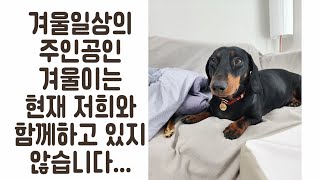 [겨울일상]  사랑스런 겨울이가...  | 현대의학으로는 치료법이 없는  병이라고 합니다 | 늦게 알렸지만, 겨울이의 훗날을 기도해 주세요