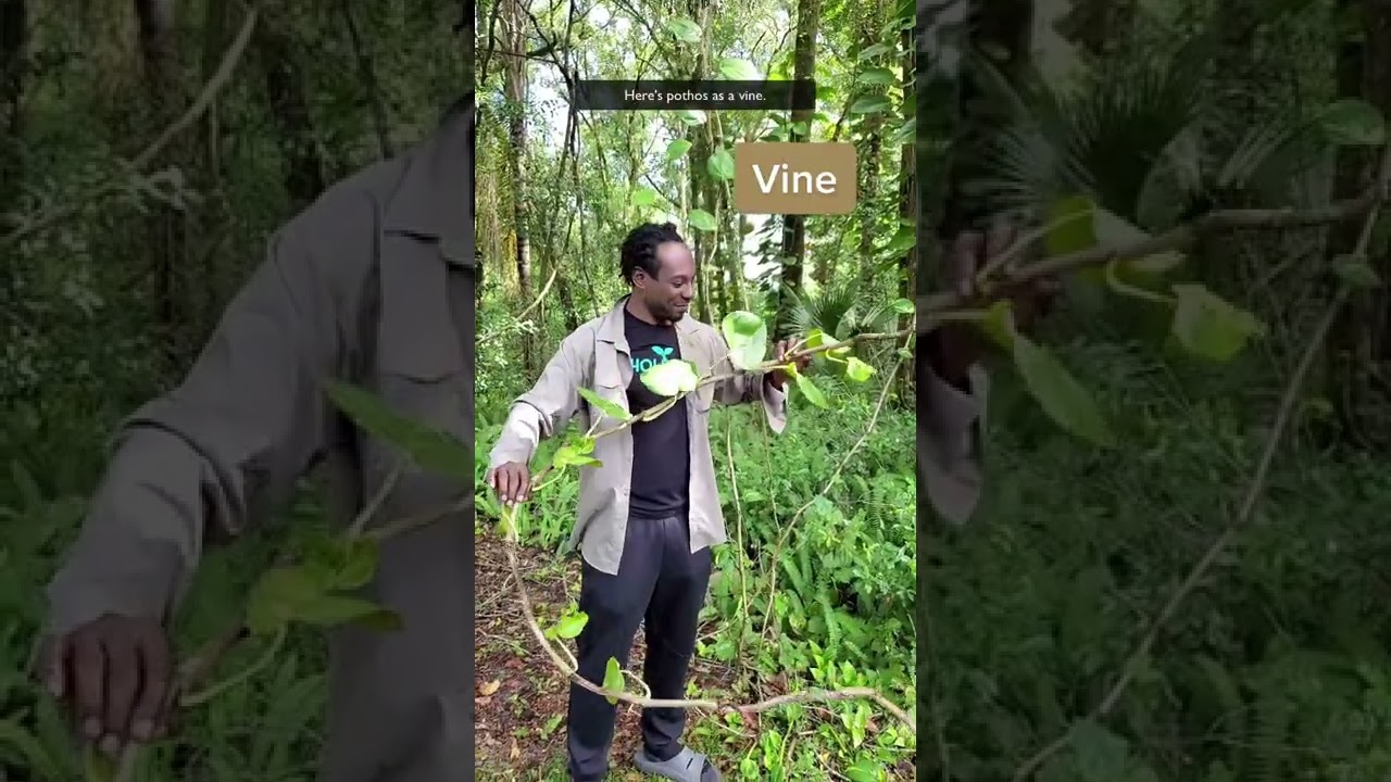 Houseplants in the Wild 