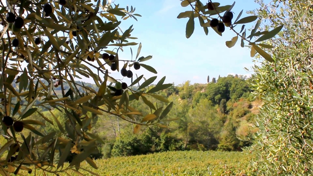 Olive Picking in Italy YouTube
