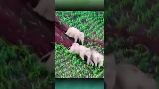 Ngakak Cara Gajah Menuruni Bukit