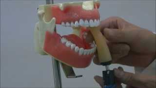 NISSN: X-Ray Simulator for mastering Dental Radiography [Tripod X-ray Manikin]