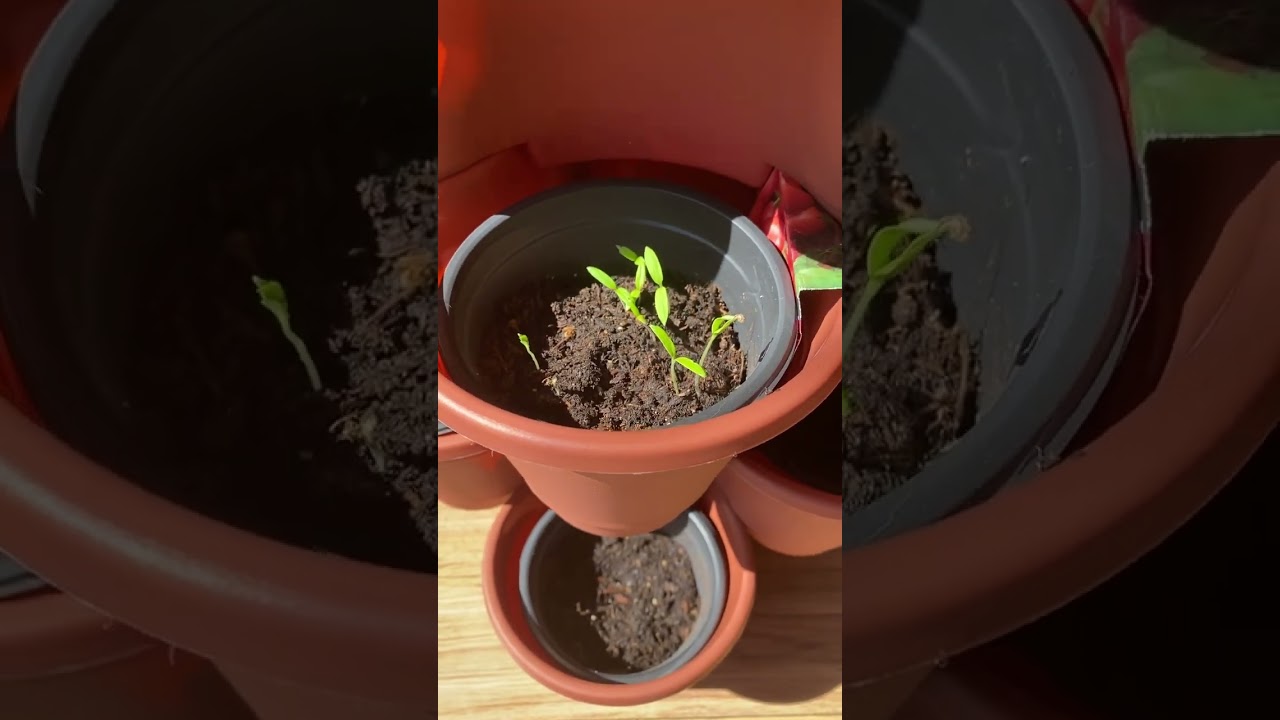 Day 9 Seed Trails -  Untreated Seeds in untreated soil, finally show up!