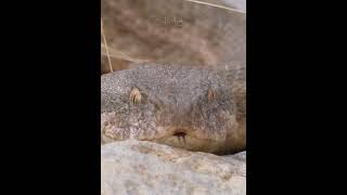The most #dangerous  #snakes  in #algeria  #like  #nature #wildlife #wildanimals  #explore #foryou