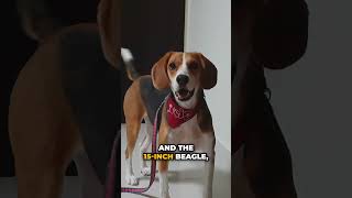 Bizarre Facts About Beagles!  #beaglepuppy  #beagle  #beagles  #dog  #pets #dogs #dogshorts