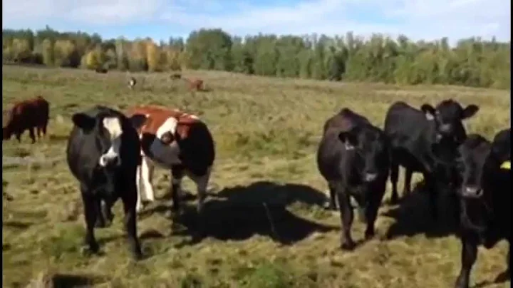 Brett & Jillian Byers 950# Angus X Grass Heifers