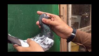 Ali Waleteddy Pigeonaugust 11, 2021Qureshi Pigeons