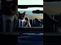 The boss cat on a convertible car