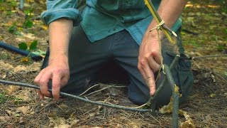 How To Make a Tree Spring Survival Trap - NightHawkInLight