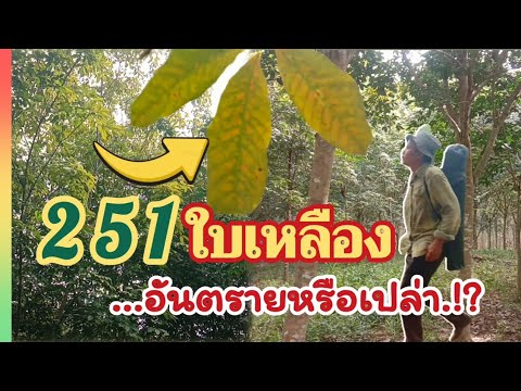 ยาง251ใบเหลือง.!! อันตราย หรือเปล่า.!?/คนสวนชวนคุย