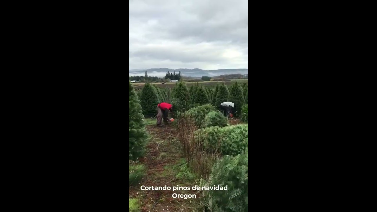 Corte de pinos contrato (OREGON)