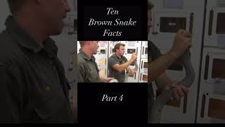 10 Things You Didn’t Know About The Eastern Brown Snake - Part 4