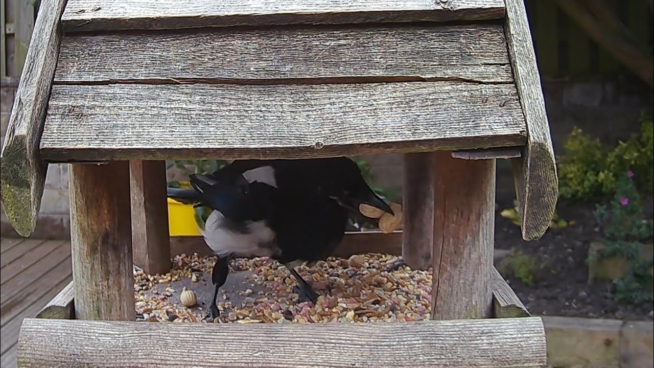 A magpie collecting the monkey nuts from the garden bird table 