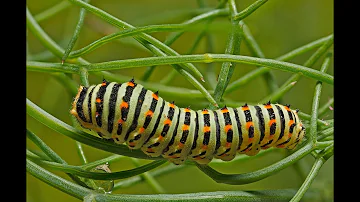 Come si chiama la larva della farfalla?