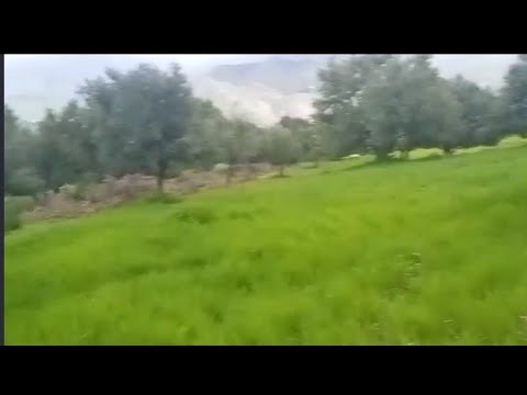 جولة في الطبيعة دخلوا خضروا عويناتكم👍