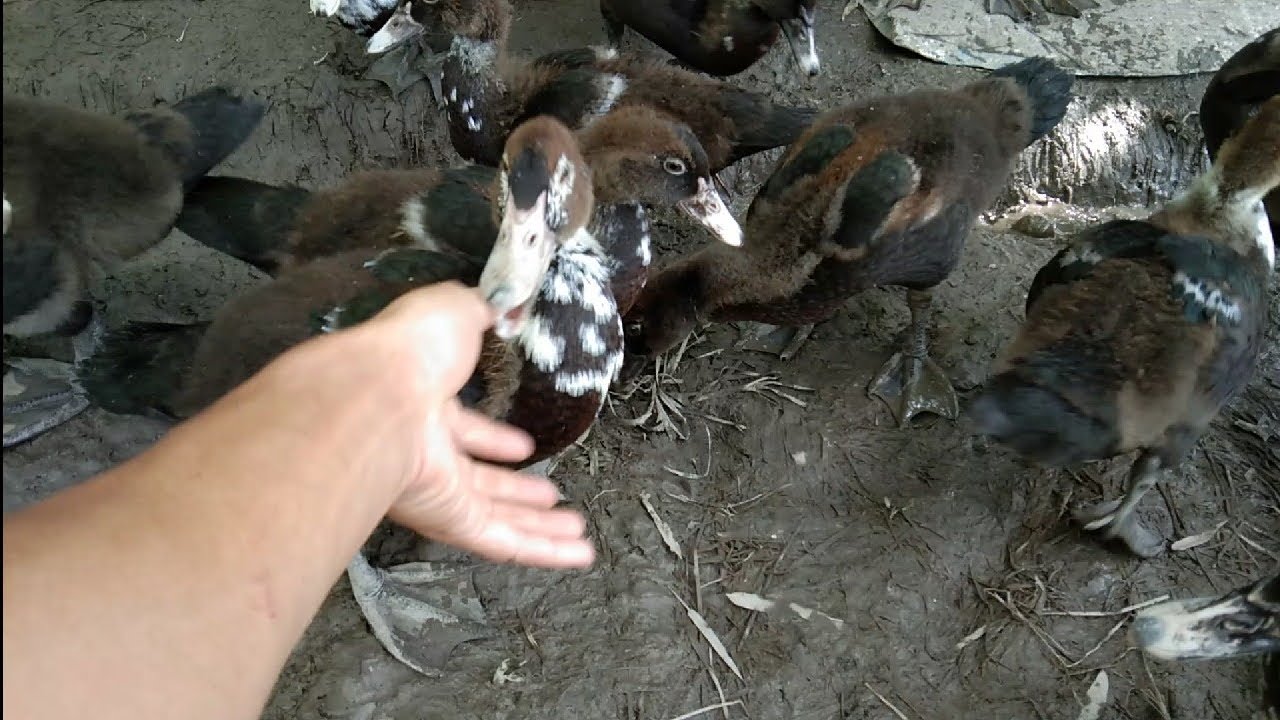 Điều quan trọng nhất khi nuôi vịt, vịt xiêm . Bầy vịt... - youtube