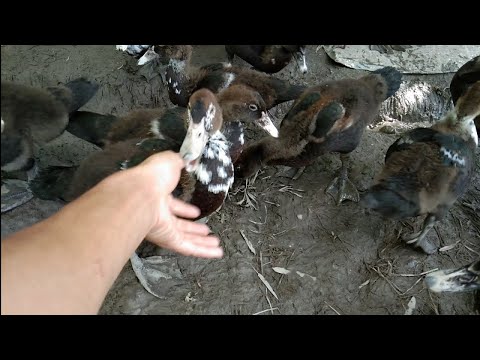 Video Điều quan trọng nhất khi nuôi vịt, vịt xiêm . Bầy vịt... - youtube