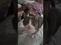 Cute Carlthecat Love шамзин Cat захаровна Pets котбарон Chat Funny Cats Furry Catvideos