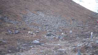 Deer in front of Annapurna III