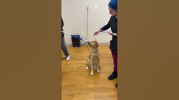 Penn Foster Externship 1 Skill 10: using restraint pole