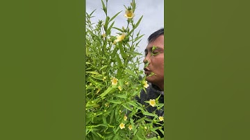 Cây thuốc Chổi Đực Dại công dụng vàng chữa bệnh gan #covenduongvlogs #caycomui #fruit #caybuttre #