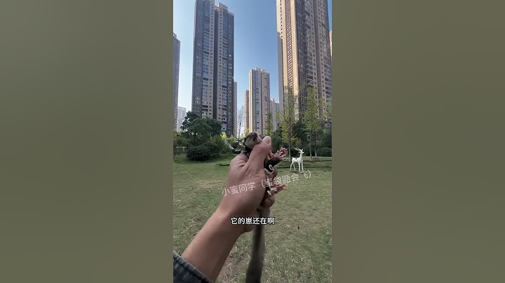 Poor Sugar Glider Was Caught By An Eagle #cutepets #animals #sugarglider #funny