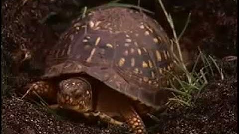 Wild Box Turtle Digging Nest