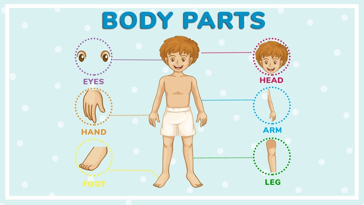 human body parts name with picture for kids