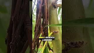Ranting Kering Ini Ternyata Menyimpan Ribuan Bayi Tonggeret
