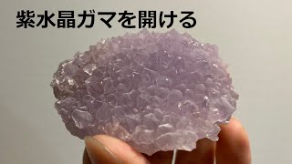 紫水晶ガマを開ける