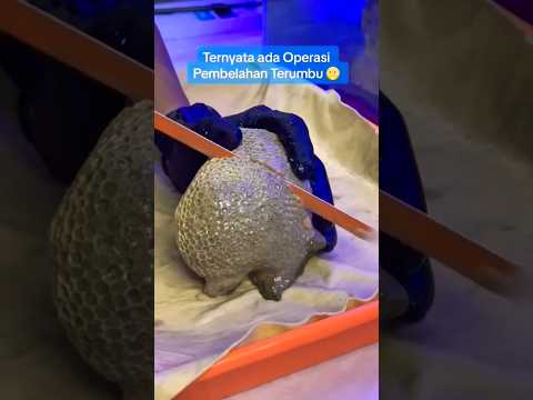 Hah? Operasi Pembelahan